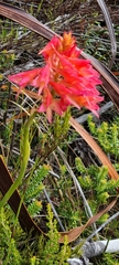 Disa ferruginea