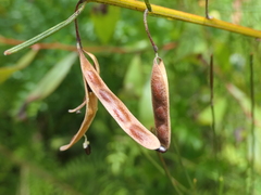 Acacia ptychoclada