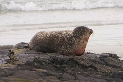 Phoca vitulina
