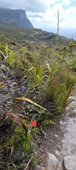 Disa ferruginea
