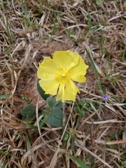Crocanthemum carolinianum