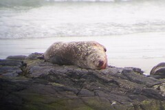 Phoca vitulina