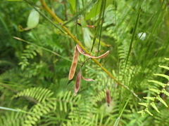 Acacia ptychoclada