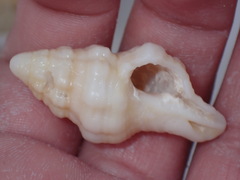 Tonnoidea