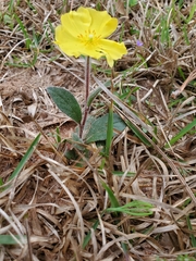 Crocanthemum carolinianum