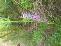 Grevillea acanthifolia