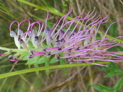 Grevillea acanthifolia