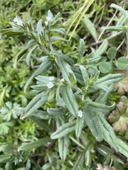 Buglossoides arvensis