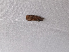 Cryptophlebia illepida