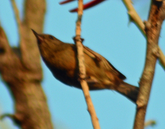 Diglossa baritula