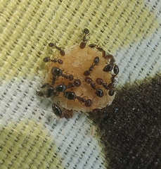Trichomyrmex mayri