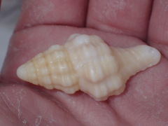 Tonnoidea