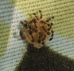 Trichomyrmex mayri