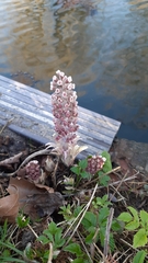 Petasites hybridus