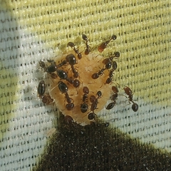 Trichomyrmex mayri