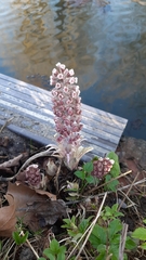 Petasites hybridus