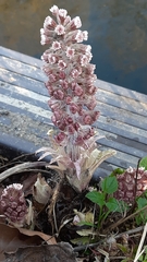 Petasites hybridus