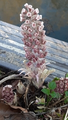 Petasites hybridus