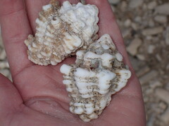 Tonnoidea