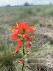 Castilleja indivisa