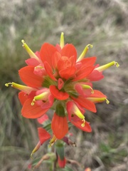 Castilleja indivisa