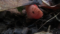 Sarcoscypha coccinea