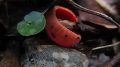 Sarcoscypha coccinea