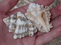 Tonnoidea