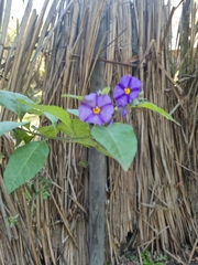 Lycianthes rantonnetii