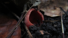 Sarcoscypha coccinea