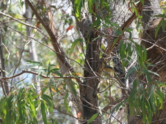 Acanthiza reguloides