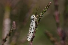 Spiris striata
