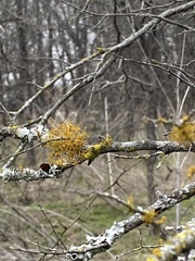 Teloschistes exilis