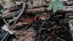 Sarcoscypha coccinea