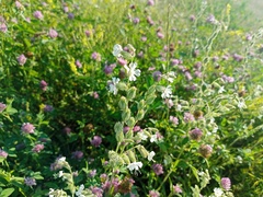 Silene dichotoma