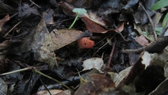 Sarcoscypha coccinea
