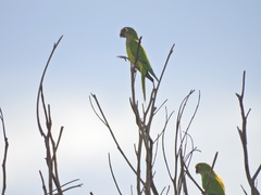 Eupsittula aurea