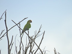 Eupsittula aurea