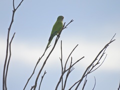 Eupsittula aurea