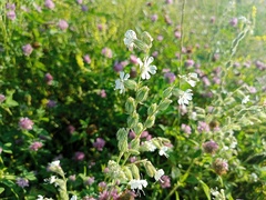 Silene dichotoma