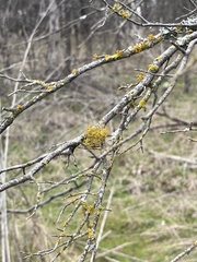 Teloschistes exilis