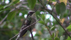 Sephanoides sephaniodes