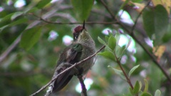 Sephanoides sephaniodes