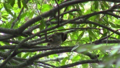 Aphrastura spinicauda