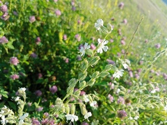 Silene dichotoma
