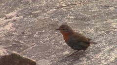 Scelorchilus rubecula