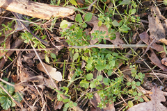 Veronica hederifolia-sublobata-triloba