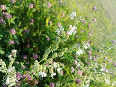 Silene dichotoma