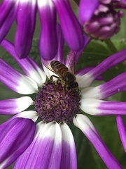 Apis cerana