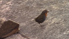 Scelorchilus rubecula